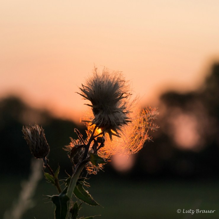 Sommer07_20180803_007